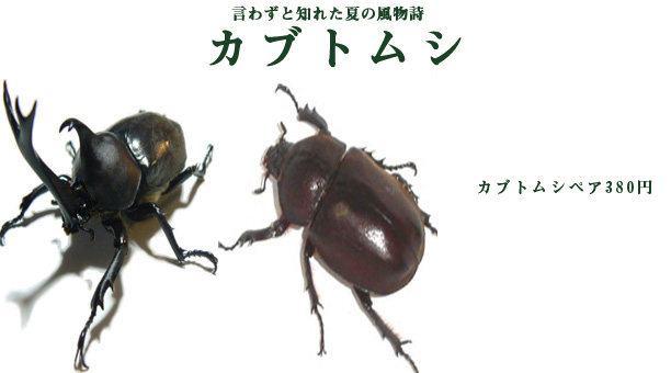 カブトムシ
