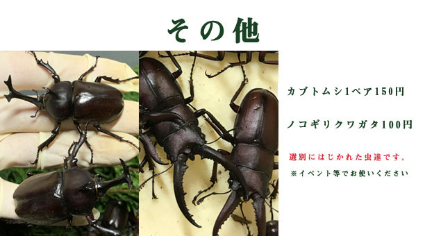 その他カブトムシ